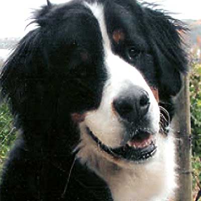 Cooper